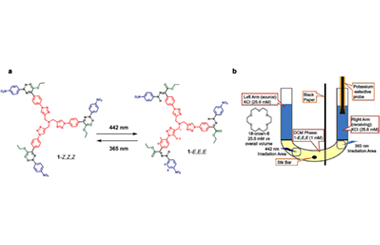 A light-powered molecular pump achieving transmembrane concentration gradient 2024.100452